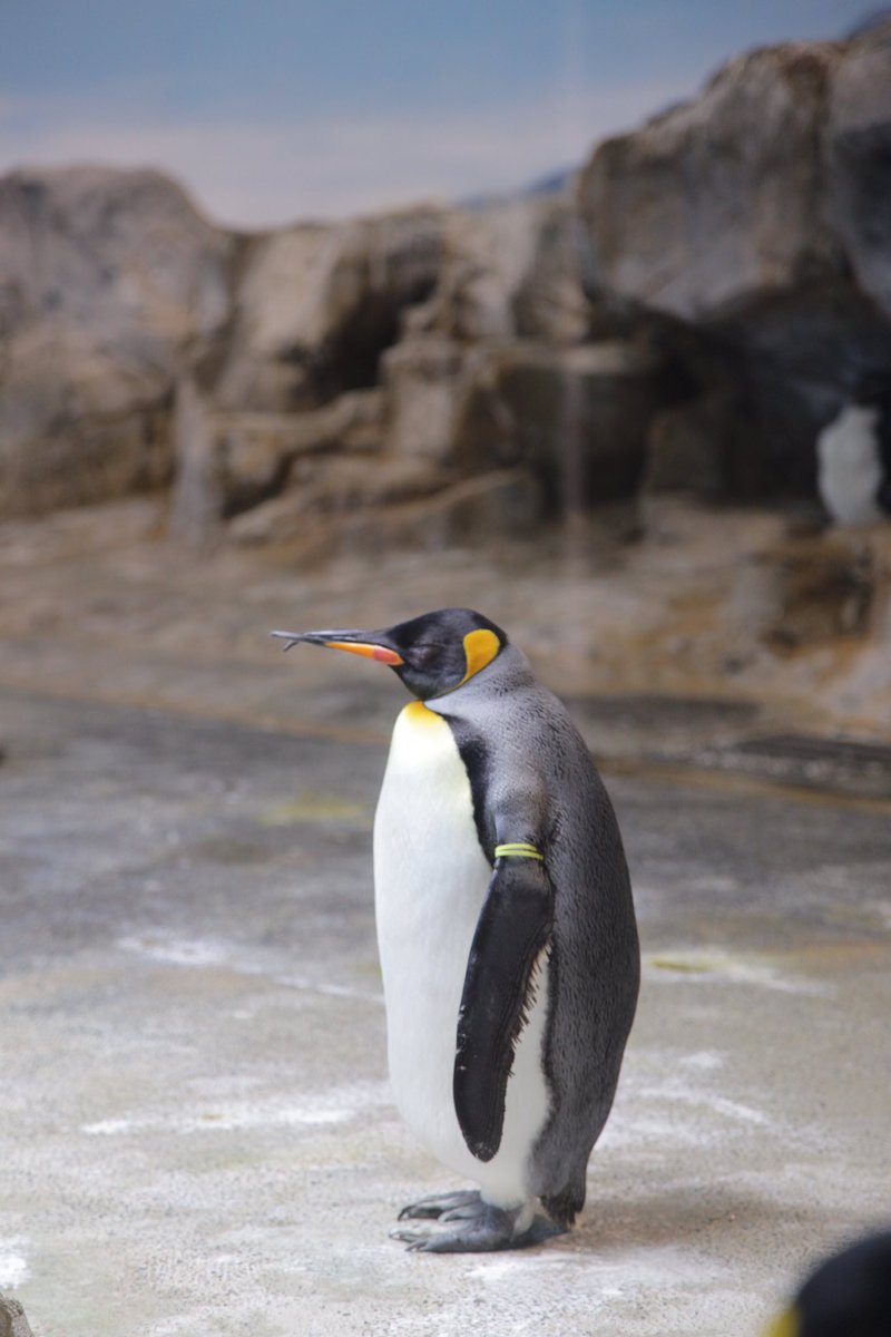 Showtime1969 長崎ペンギン水族館と言えば エンペラーペンギン と キングペンギンの嘴の曲がった子 長崎 ペンギン水族館 皇帝ペンギンフジ 王様ペンギン