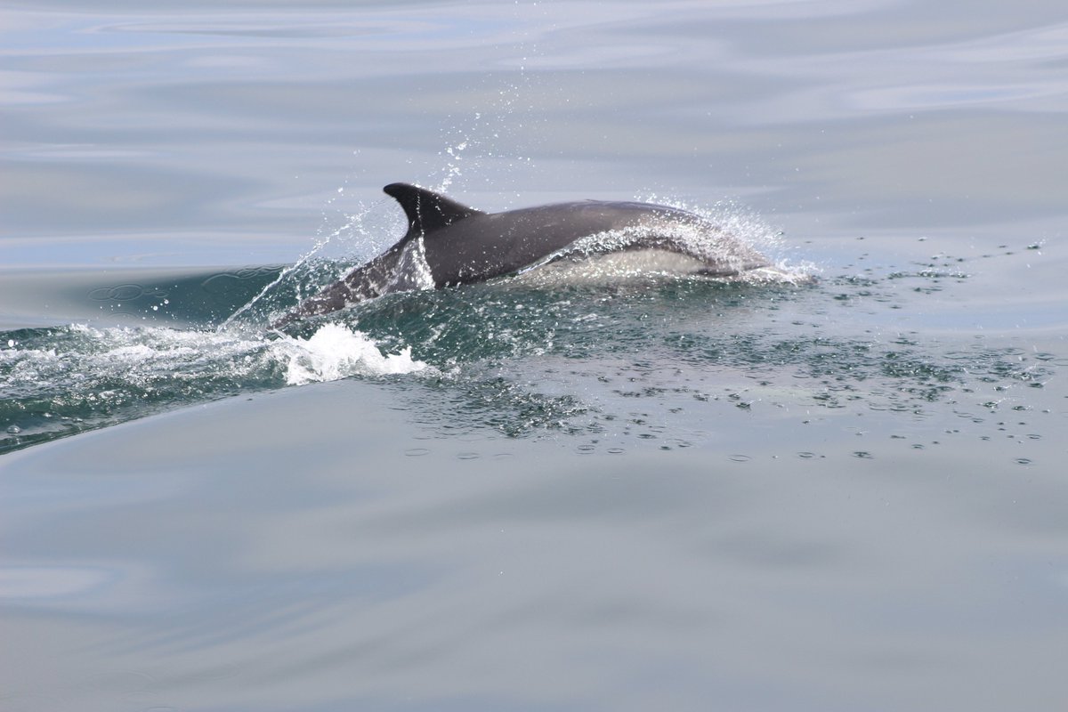 Long-beaked Common Dolphins (Delphinus capensis) are one of seven species of smaller toothed whales common on our California coast! Spotted these 9/2/2019.  #mammalwatching