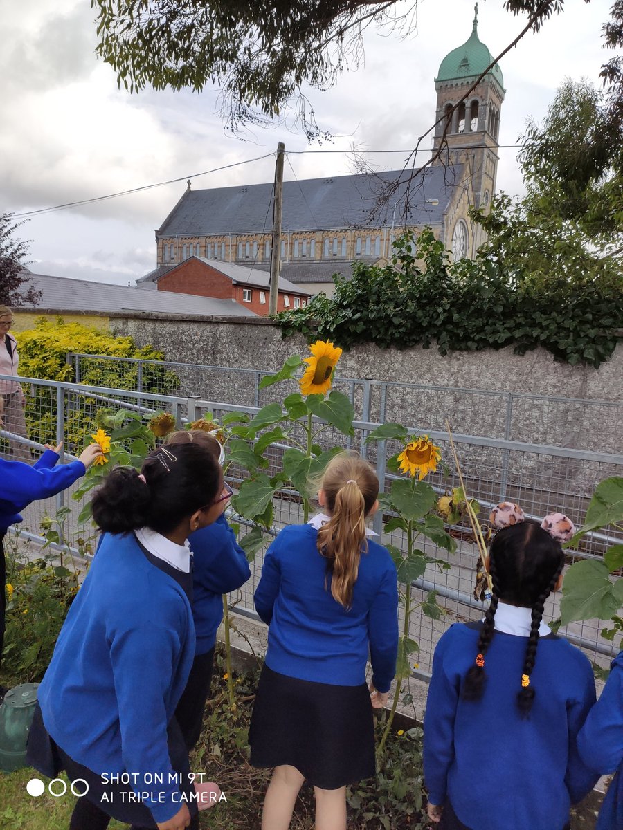 Srs_of_Charity's tweet photo. Our beautiful so sunflowers grew very tall this year. #savethebees @GreenSchoolsIre #forthepollinators 🐝 https://t.co/2KNhtFAx6r