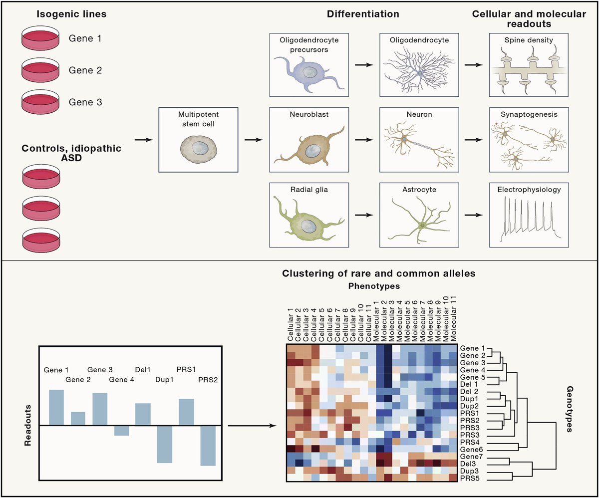 mmw_lmw's tweet image. #Autism | #GeneticArchitecture of Autism Spectrum Disorder #ASD | Defining Core Gene Sets | Jonathan Sebat @UCSD @CellCellPress buff.ly/2Lniqtt