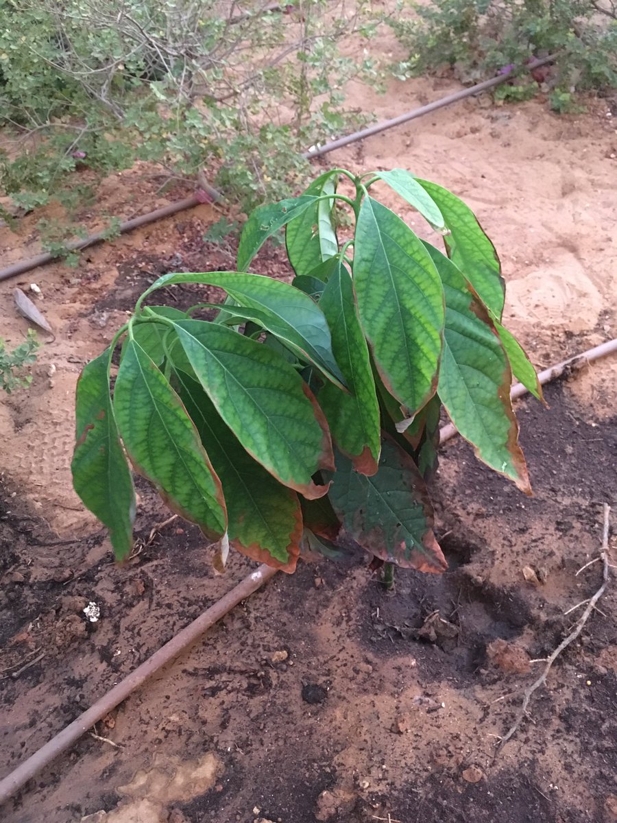 The first transported avocado has (unsurprisingly) died, but this one made the trip