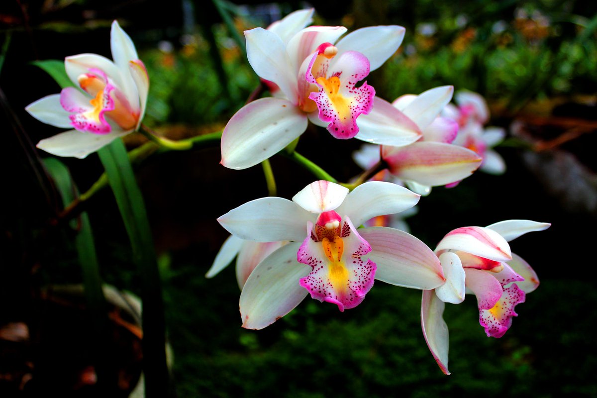 GrowScripts's tweet photo. #FridayFact: The orchid plant has between 20,000 - 30,000 flowering species, making orchids, the flowering plant with the most flower varieties.
#GrowScripts #orchids https://t.co/QwnUIpYZ3i