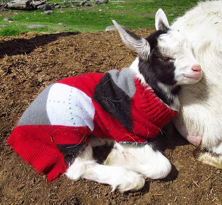 goatofthe's tweet photo. 🗓 6th September 2019 https://t.co/XAPLxasiFD
