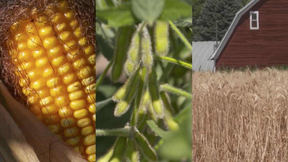 How to fix high pH soils on your farm (Video) ow.ly/xnZR50vZz2L via <a href="/FarmsNews/">Farms.com U.S. Ag News</a> <a href="/AgPhDMedia/">Ag PhD</a> #AgChat #SoilHealth