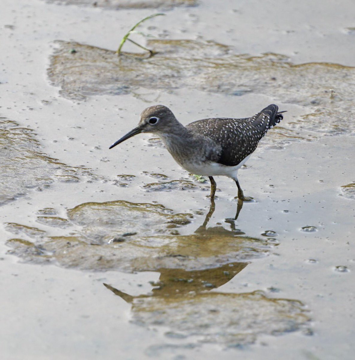 Shore Bird Identification Chart