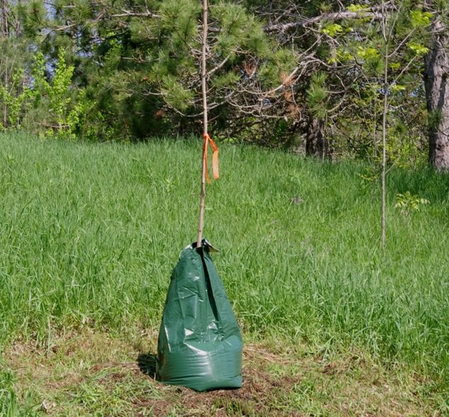 MLeavesForever's tweet photo. Don't forget to water those new trees planted with the last 2-3 years. Tree watering bags release water slowly into the soil so it gets absorbed around the tree roots rather than draining away or evaporating. #maplecare #plantnative #mapletrees https://t.co/lzUkcsxqVA https://t.co/bRMGJvloKA