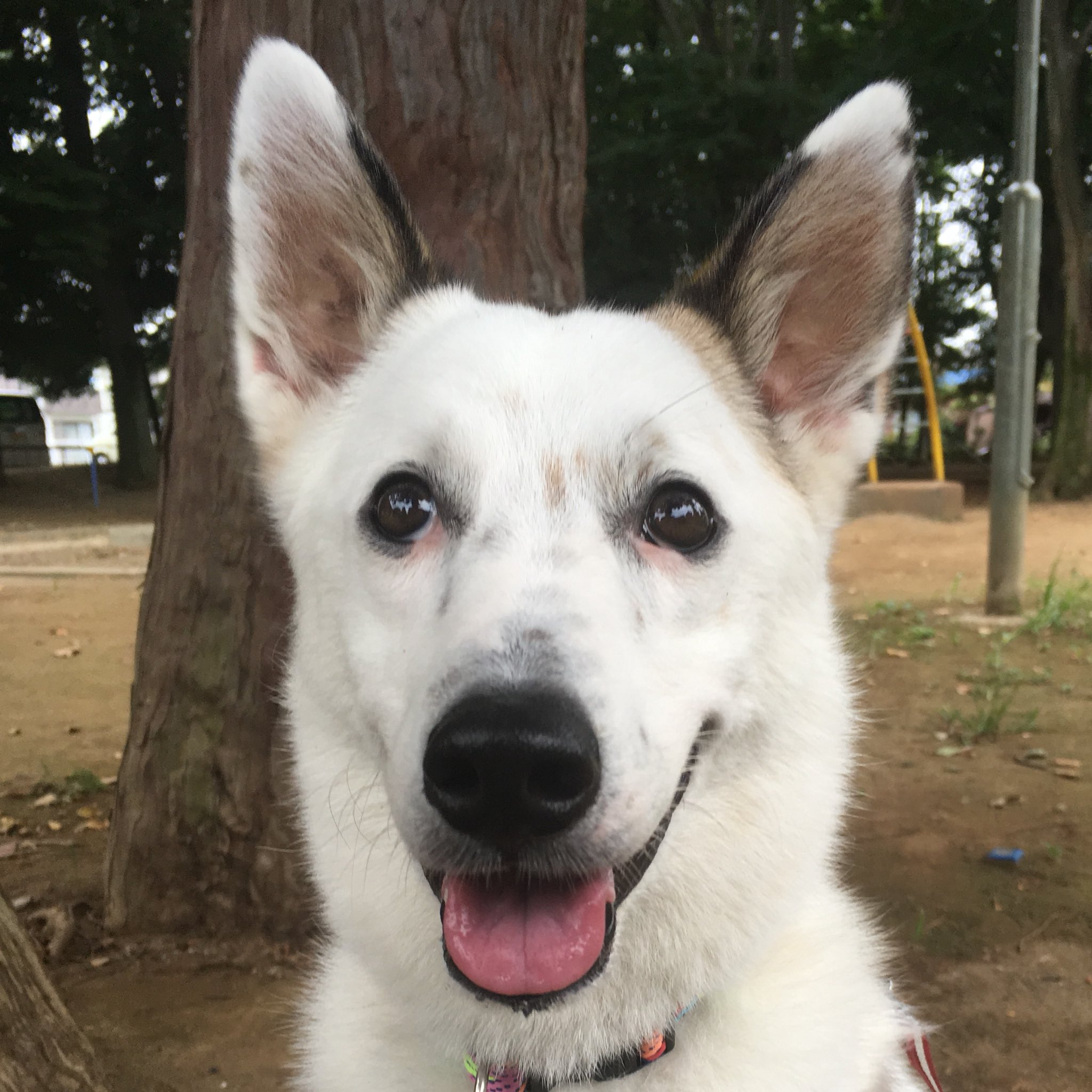 力工ルちゃん犬を飼う Auf Twitter 和風のかわいい名前がよかった みんなのペットの名前の由来