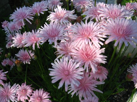 モモイロ タンポポ