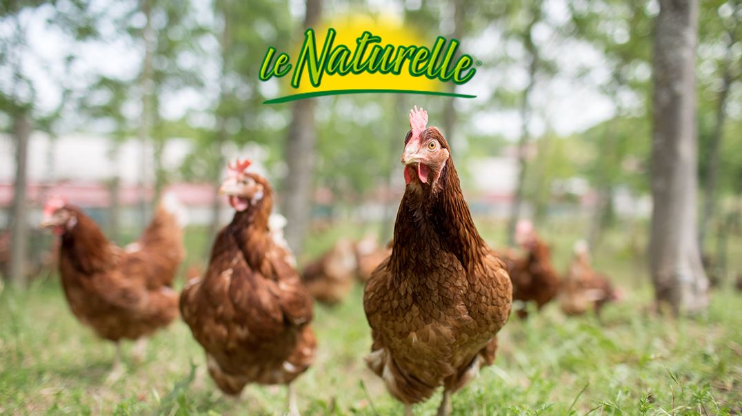 La nostra priorità? Il benessere delle nostre galline: non utilizziamo antibiotici e le alleviamo in ampi spazi verdi, dove possono razzolare in libertà. Scoprite i dietro le quinte della nostra filiera: lenaturelle.it/la-nostra-fili…