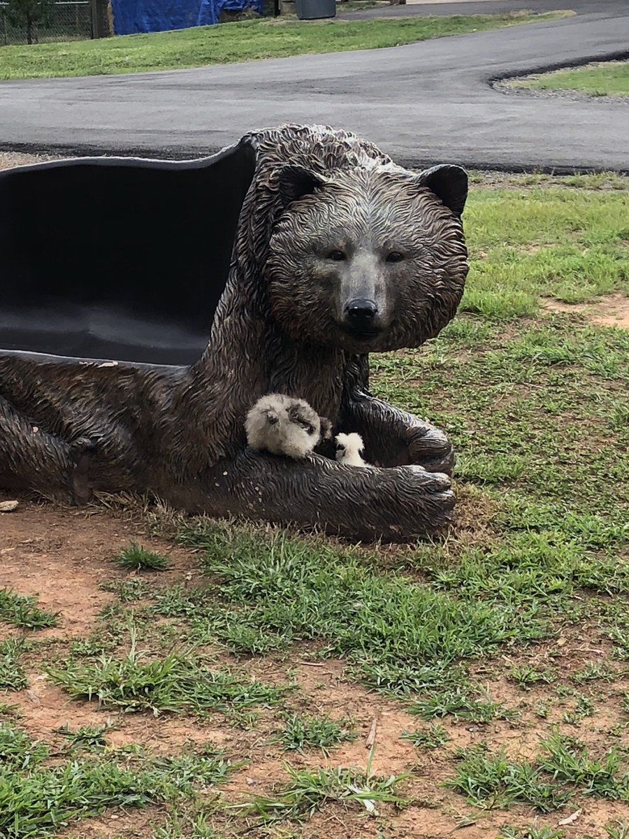 chachachia669's tweet image. At the end of the day, these chickens snuggle up with the bear chair and it’s too cute... #zookeeperlife #getyourheartinthewild #zootastic