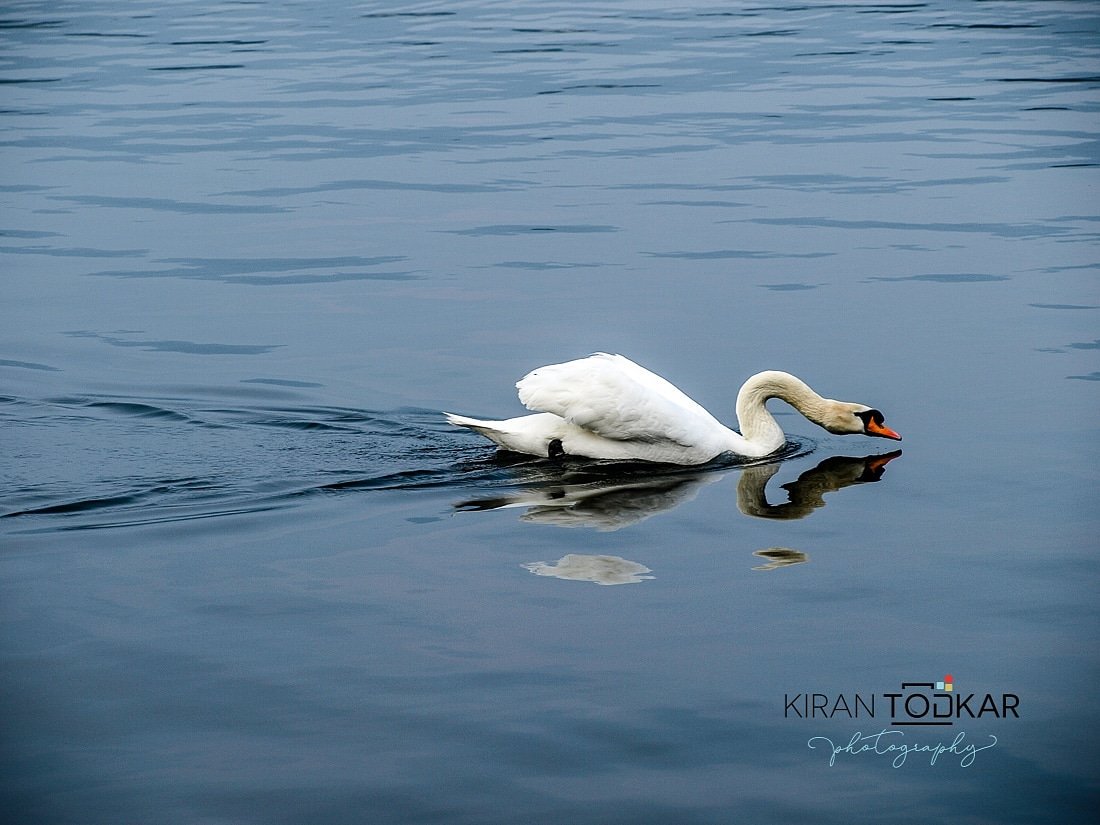 King of lake..Swan #swanphotography #naturelover #naturephotography #savetheearth #exploretheworldwithme #travelphotographer #zurich_switzerland @myswitzerland #troisrivieres #quebec #canadaphotographer #Canada  #lakephotography #bird #wonderful_pics #europetravel #topeuropephoto