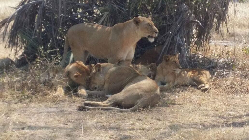 The true wilderness of Africa