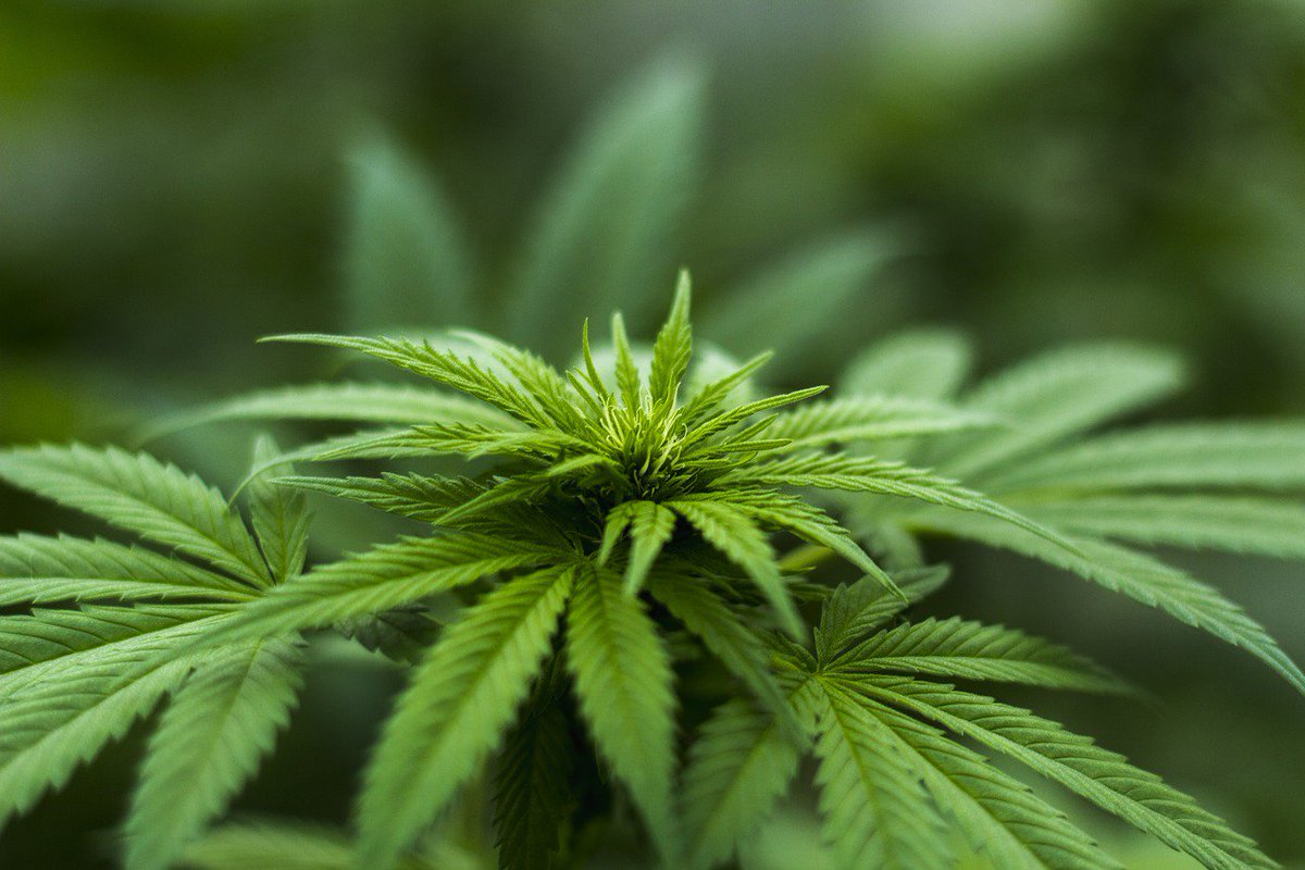 peoplexplanet's tweet photo. Secondo uno #studio italiano la legalizzazione della #cannabis light nel nostro Paese ha ridotto la quantità di #marijuana spacciata e i relativi ricavi delle organizzazioni criminali.
Miriam Cesta ci spiega i dettagli.
#criminalità #Economia
https://t.co/cx0BXy5juW https://t.co/hYQVbV9iyp