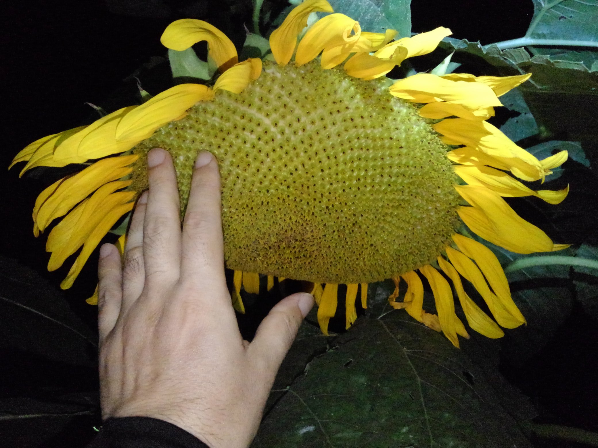 向日葵確認ページ ヒマワリ on X: 