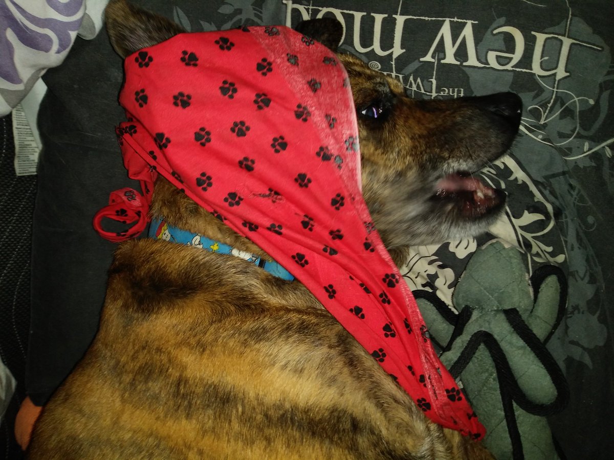 Flysosweetly's tweet photo. So I woke poor Madi up when I took her photo and this happened! LOL! #twilight #newmoon #pillow #fangirl #furrdaughter #fandom #spnfandom #SPNFamily
#rescuedog #ilovemyrescuedog #michiganhumanesociety #detroitdog #dog #puppy #pup #cute #pet4 #ilovemydog https://t.co/jGMyANhCNs