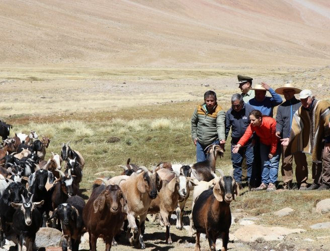Gobierno trasladará ganado al sur del país para apoyar su alimentación bit.ly/2k23iqF
