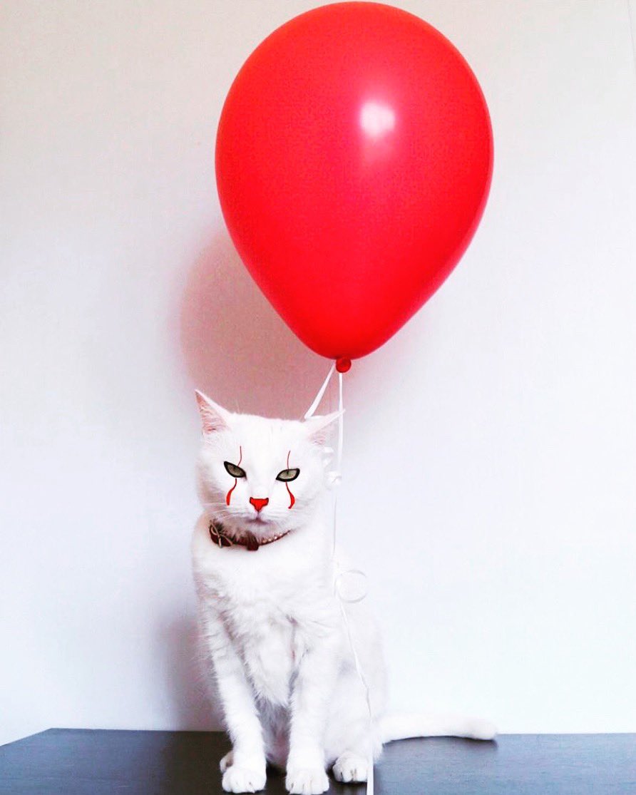 KentoftheDead's tweet image. Someone is ready to go see IT today. #IT #ITChapter3 #Pennywise #PennywisetheDancingClown #CatsofInstagram #BillSkarsgard #BillHader #AndyMuschietti #HorrorFan #InstaHorror #Horrorgram #🎈 #KentoftheDead