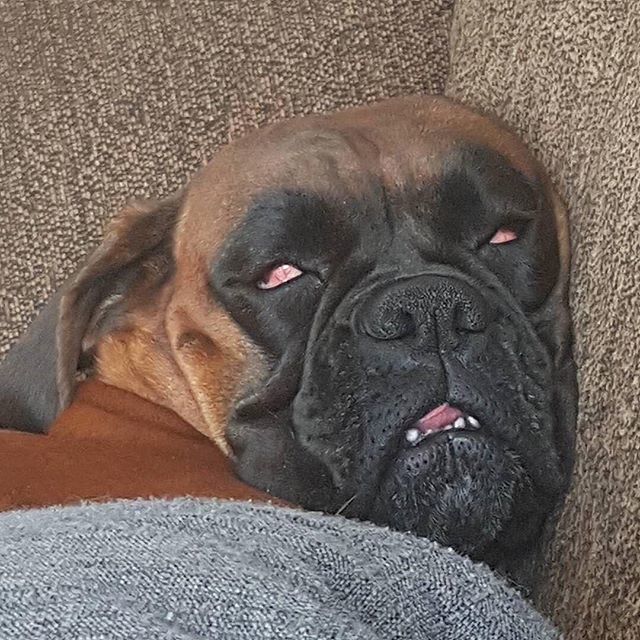 No plans, no problem!! TGIF 😂
.
.
#weekendvibes #friyay #boxerdog #boxerlove #boxernation #boxerpuppies #boxerlovers #boxergram #boxeroftheday #boxerofinstagram #fawnboxer #boxerdogs #boxerdogfans #boxerdogsrule
.
.
Photo 📷@ladyboxer078 ift.tt/2LIhSNZ