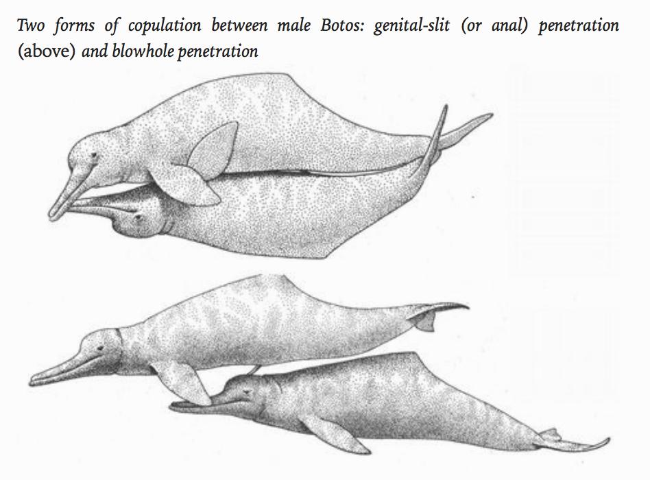 Как спариваются русалки схема