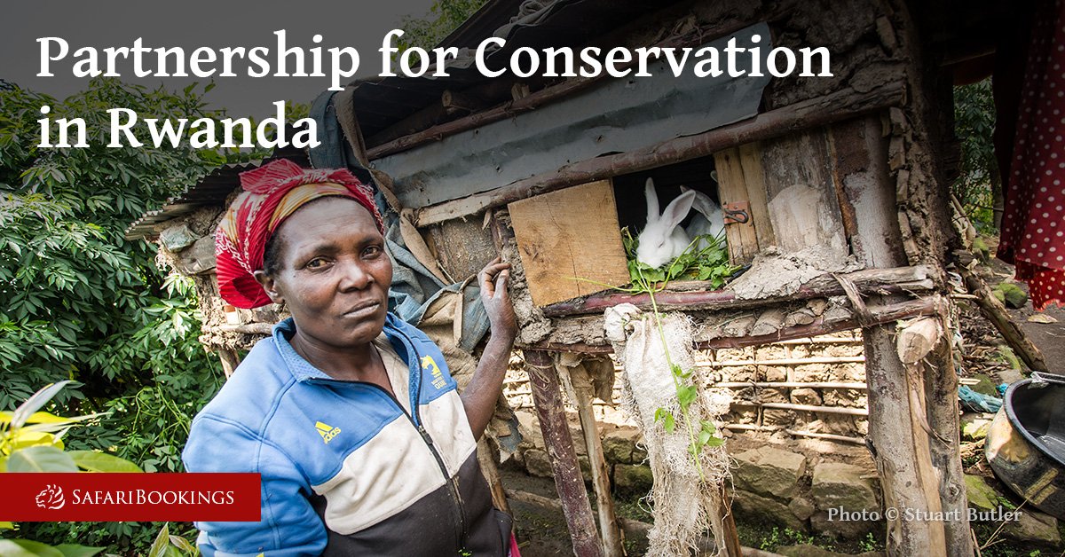 #LP Author <a href="/StuartButler2/">Stuart Butler</a>’s Partnerships for Conservation in Rwanda safaribookings.com/blog/partnersh…
#Batwa #Rwanda #Conservation #Africa.