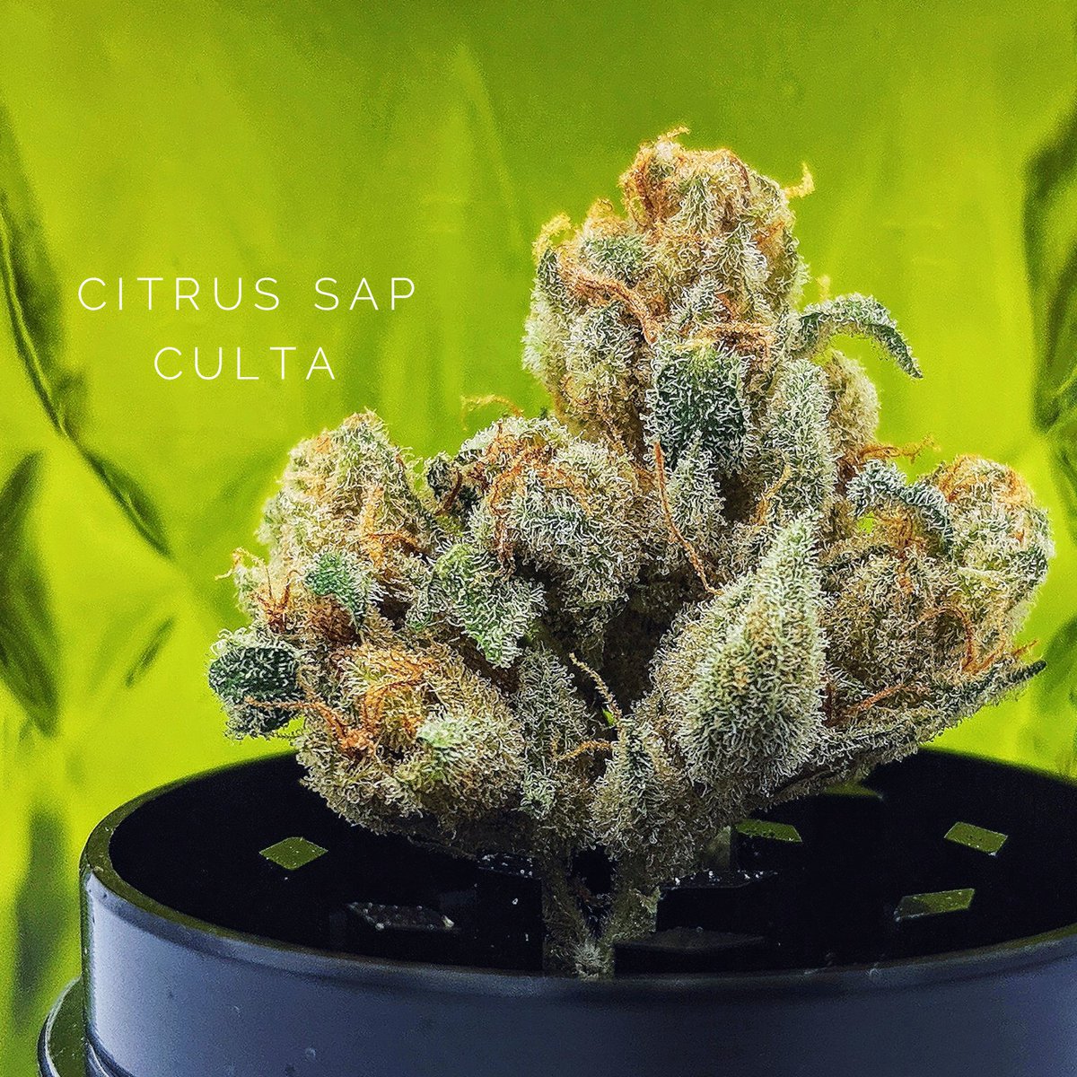 Super Sativa 🔥🌿🦍 CITRUS SAP - GG4 x TANGIE 🍊💚🔥 Culta Cannabis 🌿 MD HEADY and SLIGHTLY PSYCHEDELIC 😎👏 #cannabisculture #cannabisart