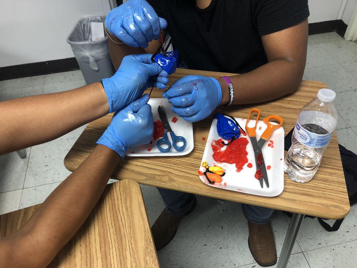 RPHS_CTE's tweet photo. Students in Livestock Production and Vet Med classes demonstrating castration by using balloons. Castration is mainly done for the safety of other animals as well as the safety of the handler. #FFAFACTS @Ridgepoint_FFA @RPHS_Panthers @FBISD_CTE https://t.co/kcD3MOQDPK