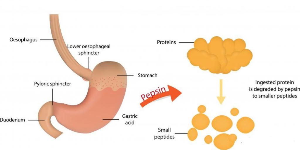 Your stomach is a treacherous acidic environment, a natural marvel for protein digestionFood mixes by rhythmic contractions, degrading further and further.New evidence shows that heartburn drugs that lower stomach acid may not be such a good idea https://www.bmj.com/content/365/bmj.l1580