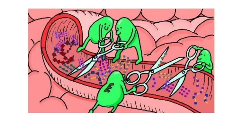 The pancreas and small intestine are a metropolis of enzyme activity.Food nutrients wouldn't be absorbed into your bloodstream without them, meaning certain death for us all.Sometimes it works too hard so giving it a break is a great idea for your longterm vitality.