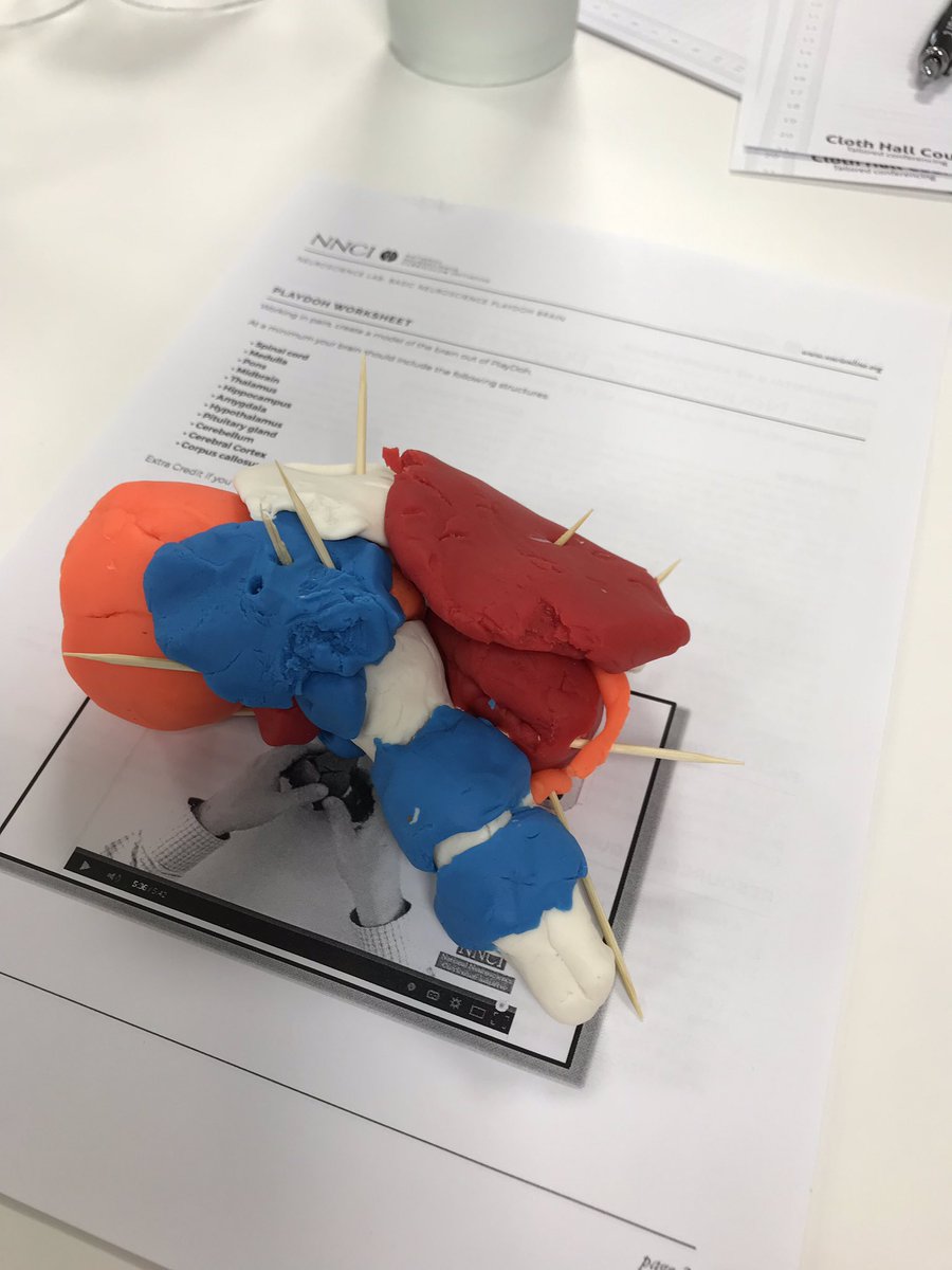 MBuz's tweet photo. Why does my play-doh Brain looks more like a hedgehog? 🤔 #GWNeuro https://t.co/92oye9SXc9