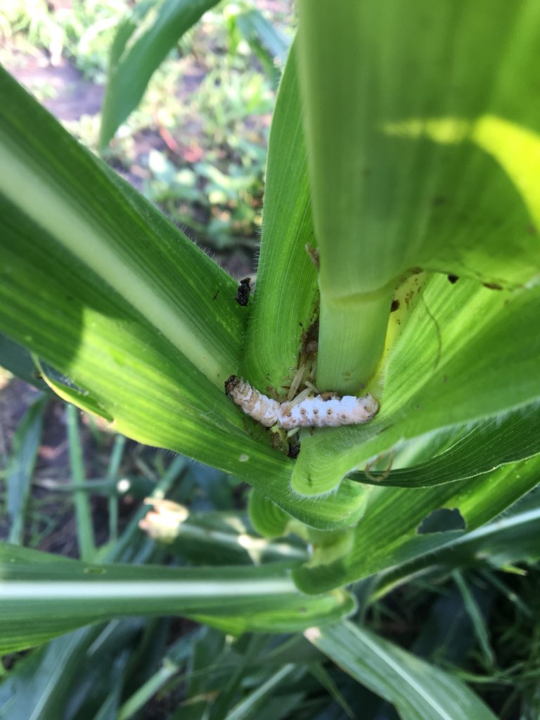 LuisroplRosas's tweet photo. #HaciendoMAP En visita a parcelas de productores de Joya de Calvillo, en el municipio de abasolo en el programa #profesionalizacionagropecuaria se encontró presencia de #insectosplaga pero también #controlnaturalporbeneficos @DesdeGto @pepegmichel @SDAyR_GTO @SancenPlaza https://t.co/dMV1lQqtJc