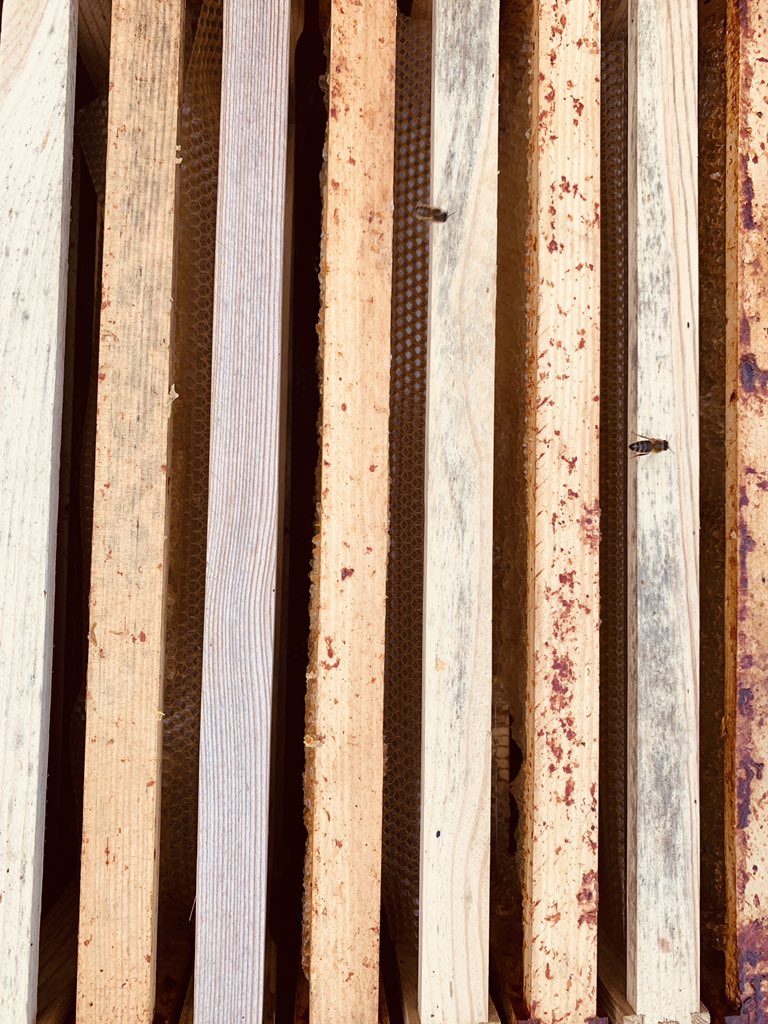 drimeric's tweet photo. Récolte de 🍯 miel ! Merci mesdames abeilles 🐝 pour le boulot... pas contente de partager mais nous sommes partenaires 😍 #agridurable #happyculteur @FiliereCRC @FloraSchmitlin #luharmony @MDLZ @valfrancecoop #biodiversité #ceuxquifont https://t.co/hkhvQK1I1T