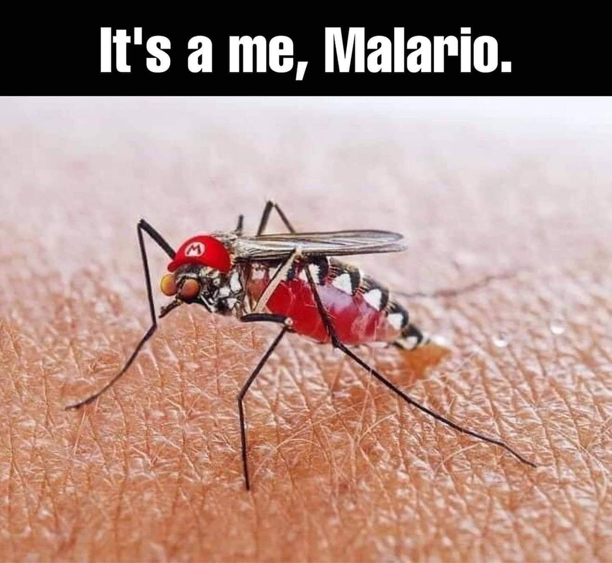 BarScienza's tweet photo. #Biofriday
#Mosquito 
#Zanzare
#Biologia
#biology 
#6Settembre
#SuperMario
#SuperMarioMaker2 
#Nintendo
#Scienza
#Science 
#Divulgazione https://t.co/P0sZpHUPC6