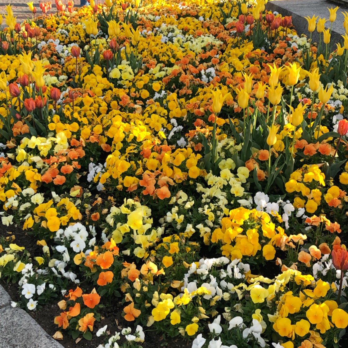 hanaj111's tweet photo. #LoveFlowers ❤️❤️🌼🌝🌻 https://t.co/hOg1xKkbFe