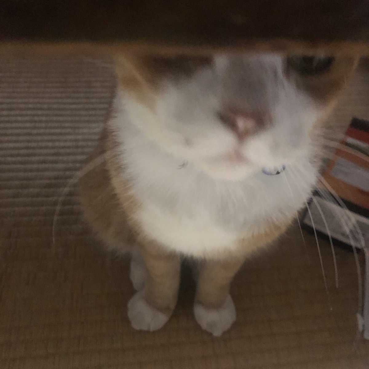 bunta_cat's tweet image. 可愛いね〜