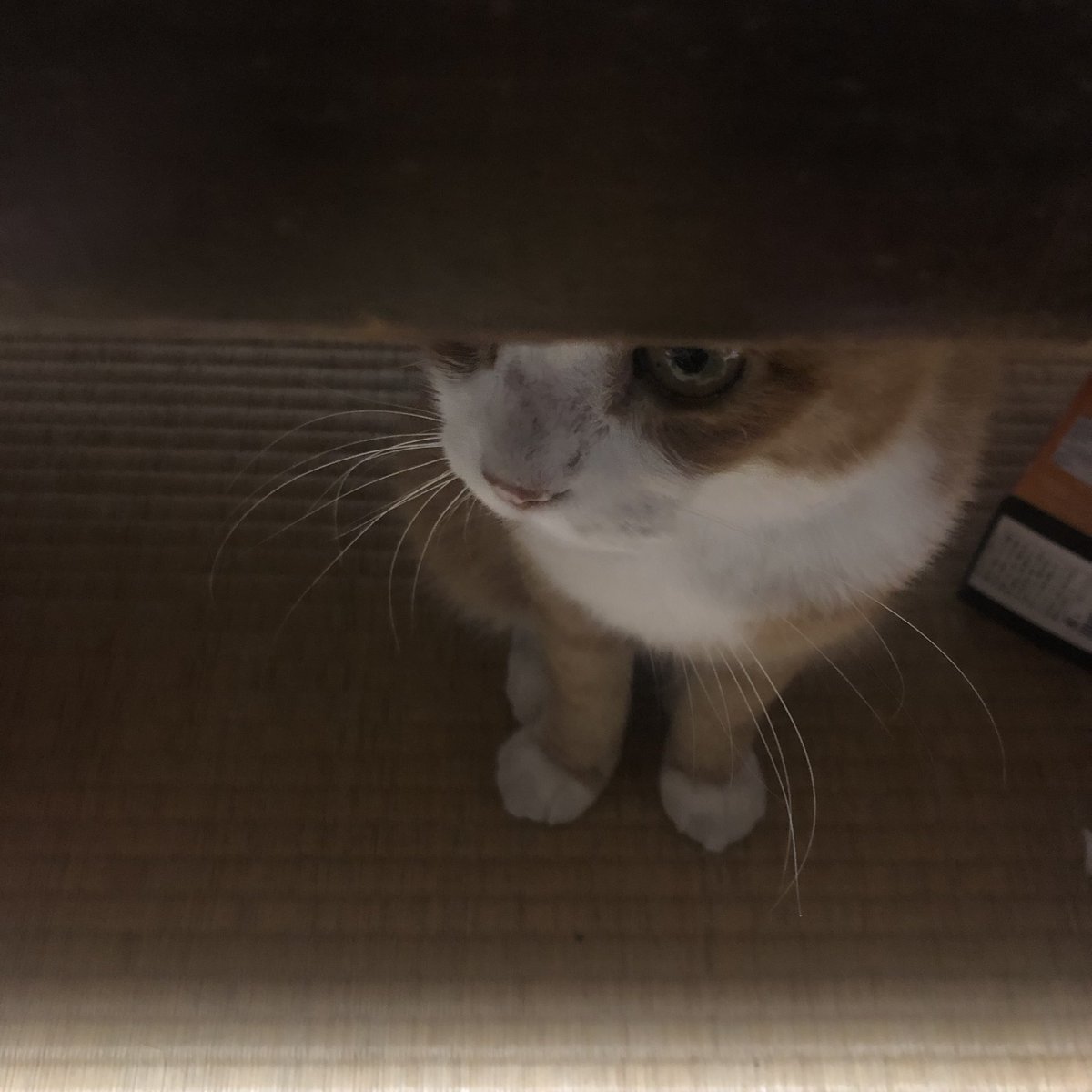 bunta_cat's tweet image. 可愛いね〜