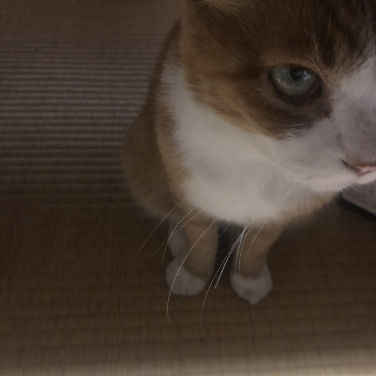 bunta_cat's tweet image. 可愛いね〜