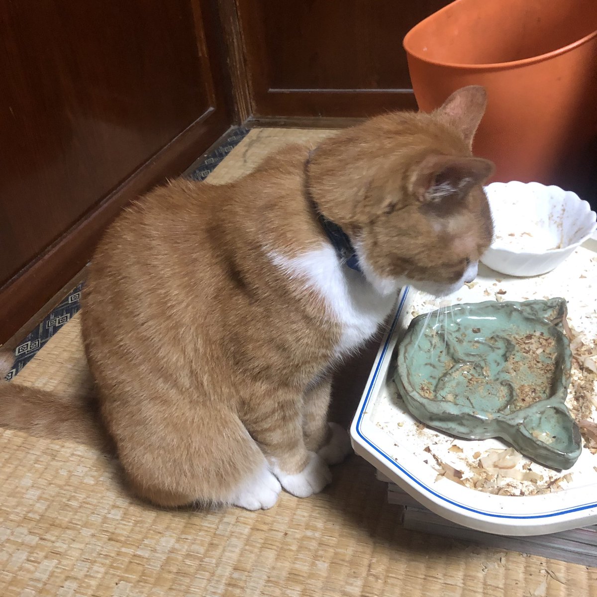 bunta_cat's tweet image. 食い散らかしぶんた