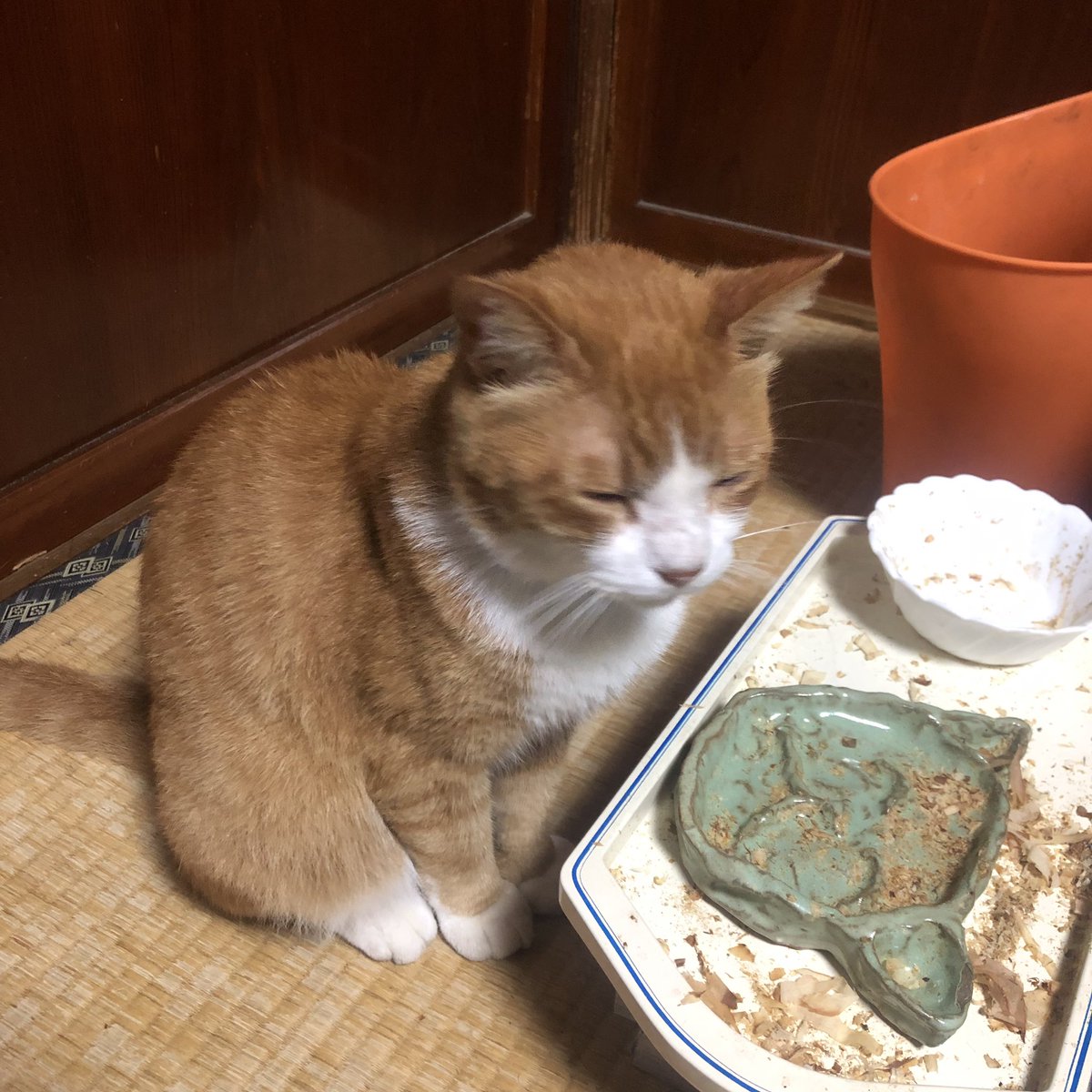 bunta_cat's tweet image. 食い散らかしぶんた