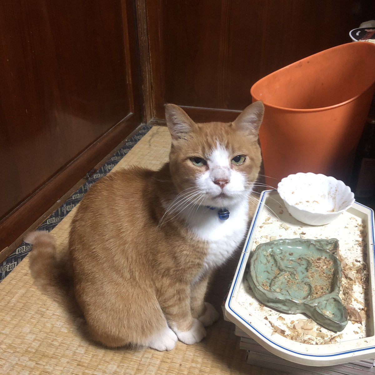 bunta_cat's tweet image. 食い散らかしぶんた