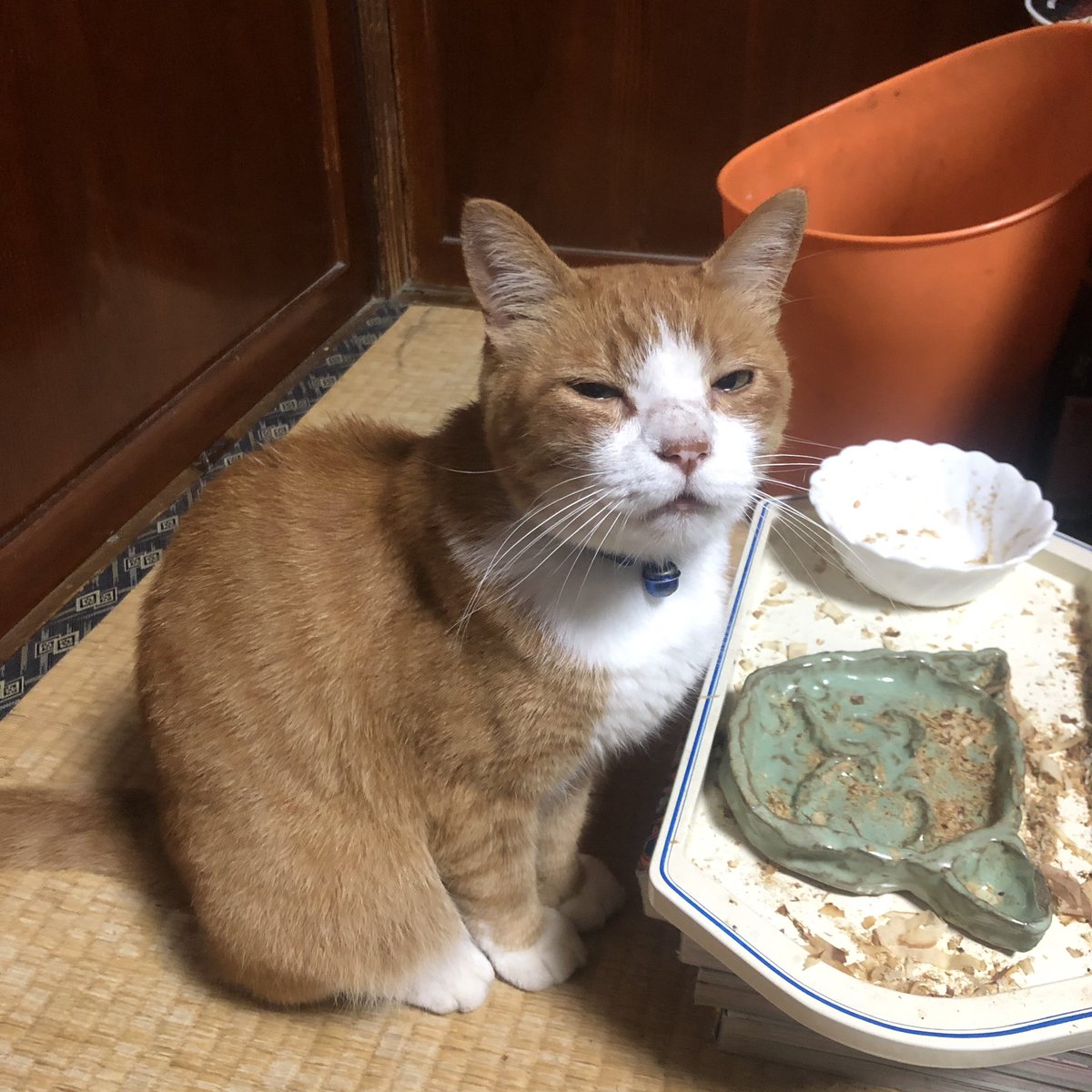 bunta_cat's tweet image. 食い散らかしぶんた