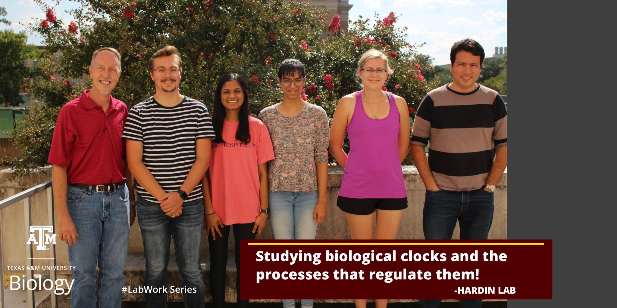 TAMU Biology on Twitter "The Hardin lab studies the biological clock