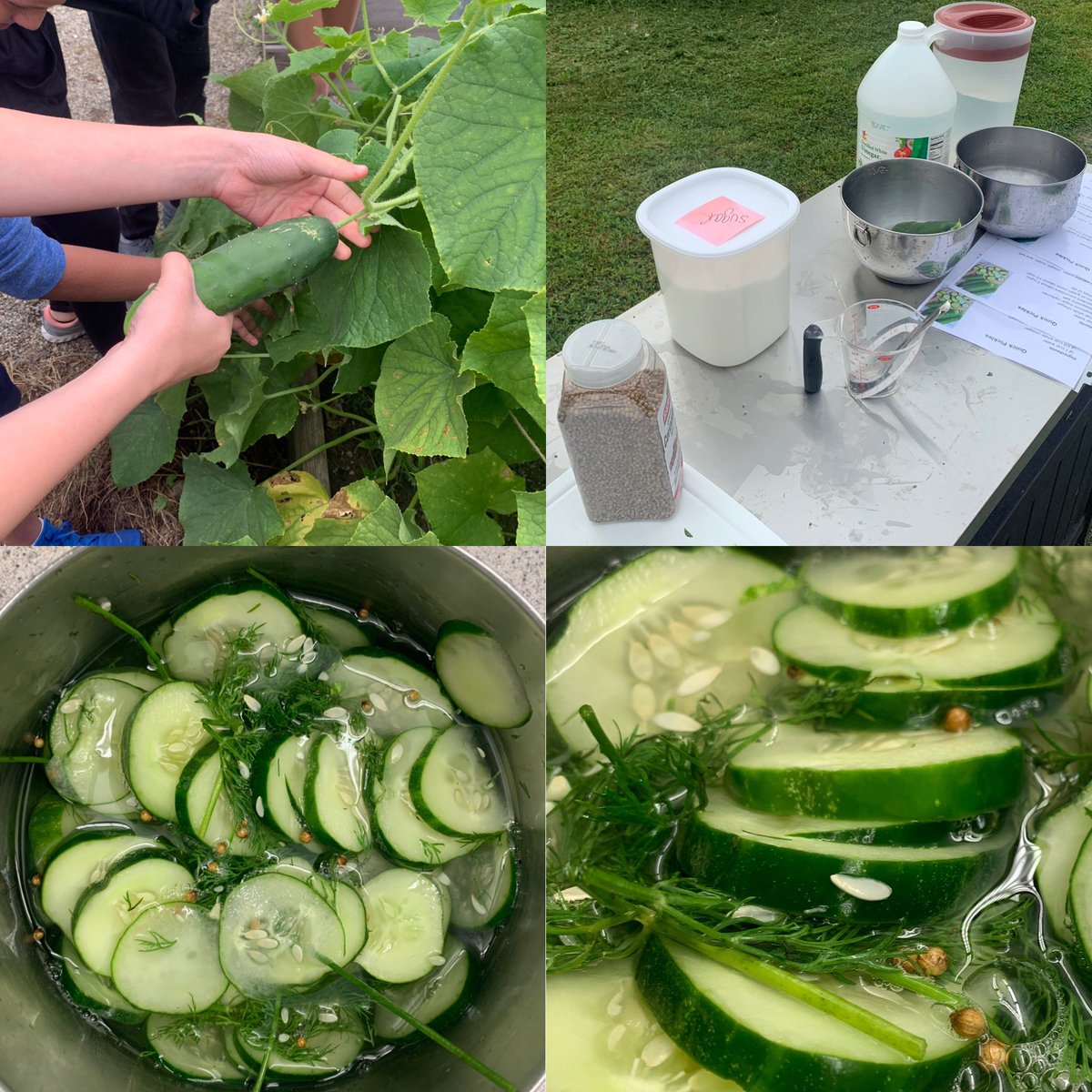 MrsTenzer's tweet photo. #smsfacs is kinda a big dill! Playing with puns as we pickle our #smsgarden cucumbers. #farmtotable #growyourown @scarsdalemspride https://t.co/oV3C5Om6Mb