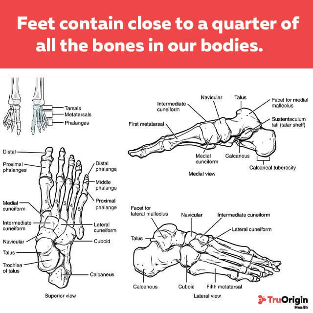 Foot Fact: Did you know feet contain almost a quarter of the bones in our bodies?

#footfacts #footdoctor #foothealth #physicaltherapist #footdoctor #chiropractor #massagetherapist  #footinjury #footpain #medical #health #medicalguide #fact #heelpain #brokenfoot #plantarfasciitis