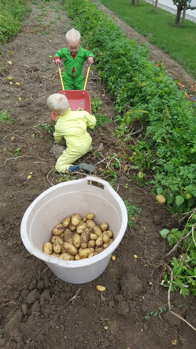 Het biologische ras Passion wordt met passie door deze "blondjes" gerooid!