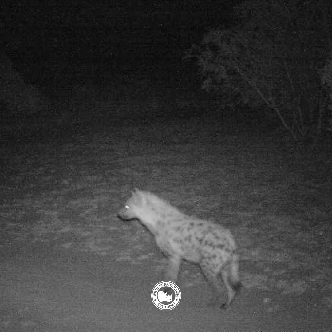 WildlifeProSo's tweet photo. #wpsWatch, name that ....sub-species.  Bonus points if you can tell what its IUCN endangered status is.

Sign up to monitor wildlife now: https://t.co/ENkKwScZRe https://t.co/5uZluy1xAN