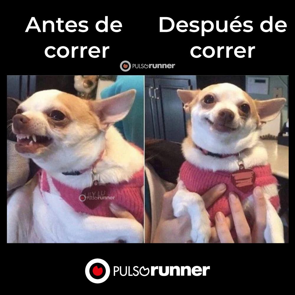 PulsoRunner's tweet photo. Antes y Después de correr ¿Cierto o falso?
Pulso Runner | Corriendo con el corazón
#HumorRunner
#Pulsorunner
#runner
#runnng
#frasescorrer
#corredores
#corredoras
#Motivationrunner
#frasescorrer https://t.co/GhPQRvzbEY