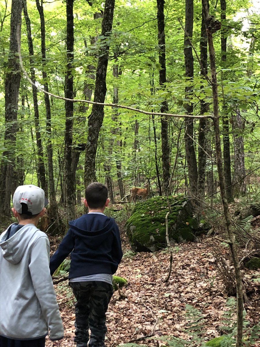 mshicksteaches's tweet photo. How lucky are we that we get to hike in our backyard and come across a herd of deer?! @JDHodgsonES rocks! #TLDSB https://t.co/RvbRwzGwj4