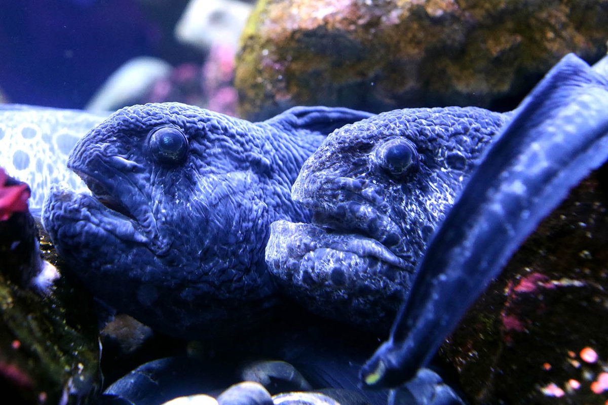 RipleysAquaCA's tweet image. Did you know that the wolf eel isn&apos;t actually an eel, but instead it&apos;s part of the Anarhichadidae family? 

This family is full of wolf FISH! Confusing right? 🐺🐟

The wolf eel has been known to be friendly with divers in the wild. #FeaturedFishFriday