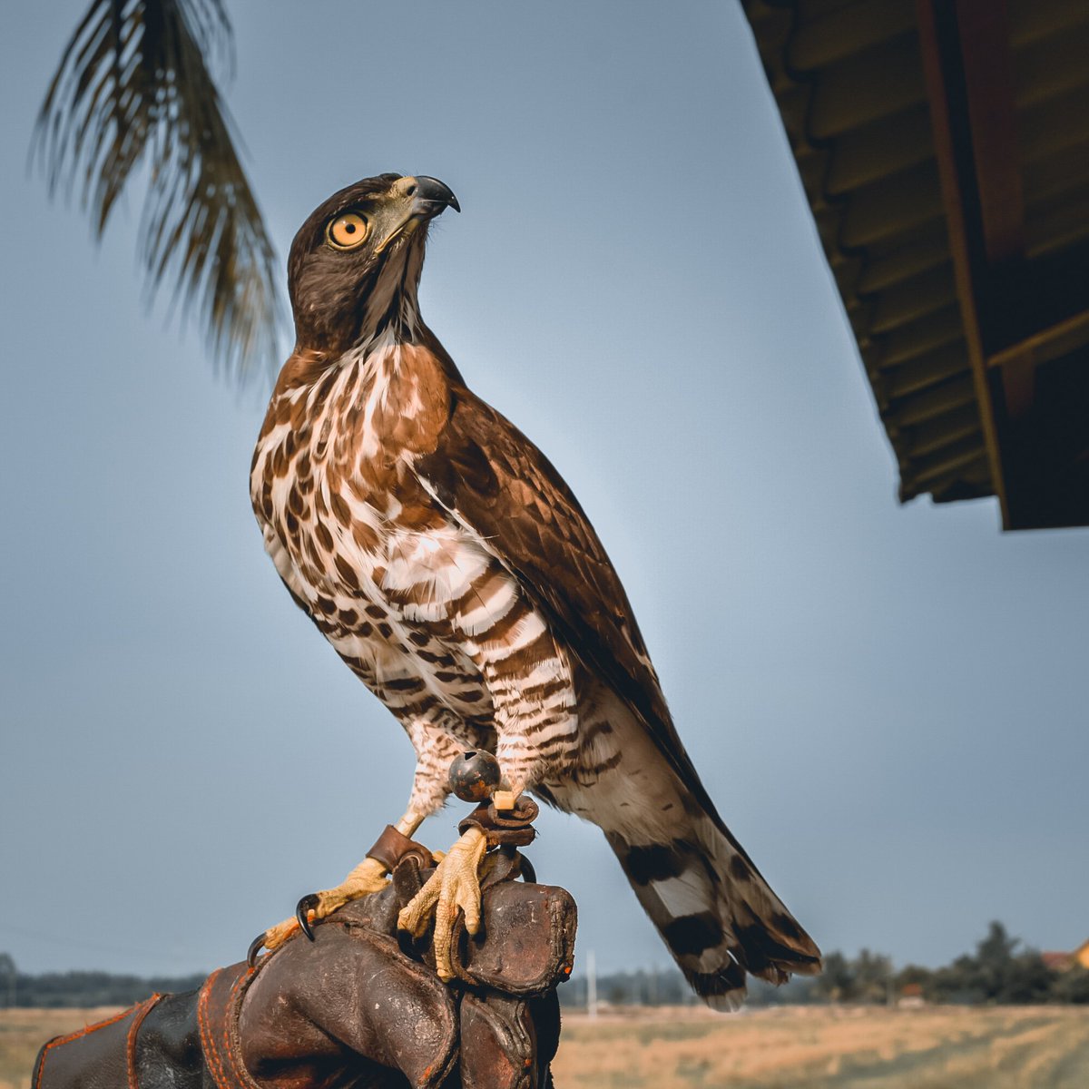 EAGLE

Photographer and editor 📷 by : @muhdfakhrullahabdwahab

#moodedits #photoshop #visual_creatorz #pr0ject_uno #creativeoptic #killerselects#zeotropic_ #manipulation
#2019 #kosong2 #ukhwahfillah #nikonmalaysia #NIKON #DSLR #D3200 #manualshoot #saifulnangacademy