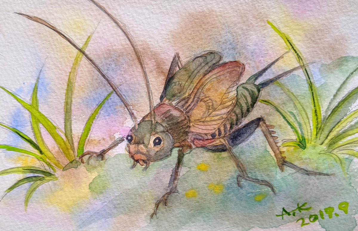 A K 草むらのコオロギ 使用画材 Homo ドローイングブック Muse 月光荘 ホルベイン クサカベ コオロギ 水彩画